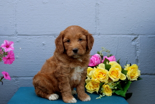 puppy, for, sale, Mini Goldendoodle F1B, Matthew B. Stoltzfus, dog, breeder, Gap, PA, dog-breeder, puppy-for-sale, forsale, nearby, find, puppyfind, locator, puppylocator, aca